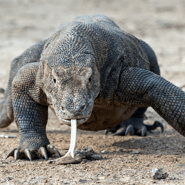 Komodo